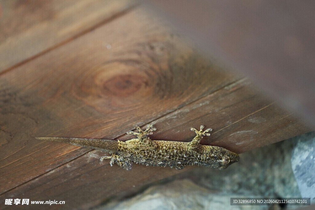 木质表面的精致小昆虫模型