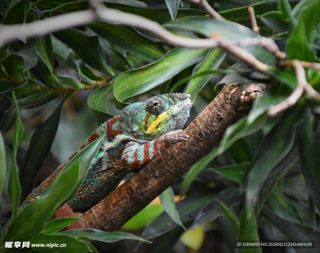 树枝上的多彩鹦鹉