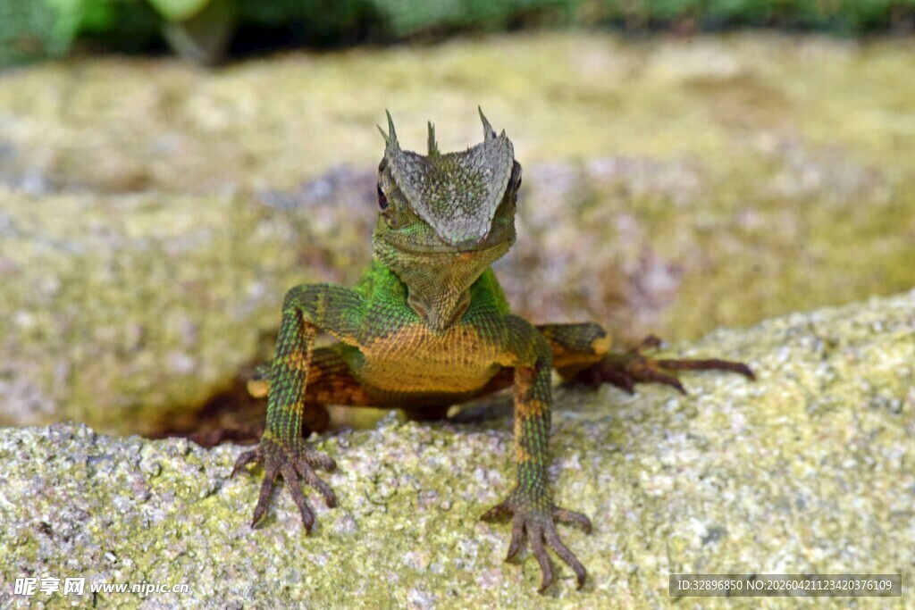 岩石上的多彩蜥蜴