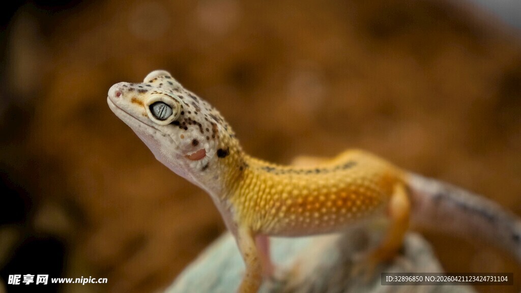 金黄蜥蜴特写