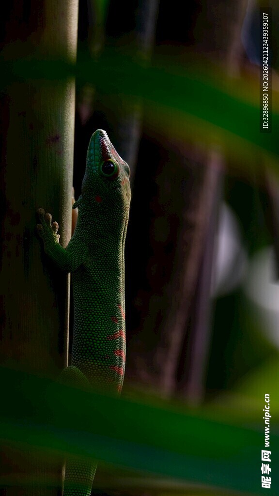 竹林中隐匿的小鸟