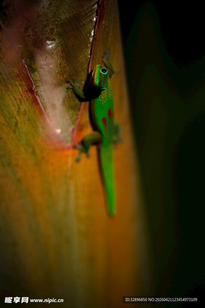 夜间壁虎在树干上