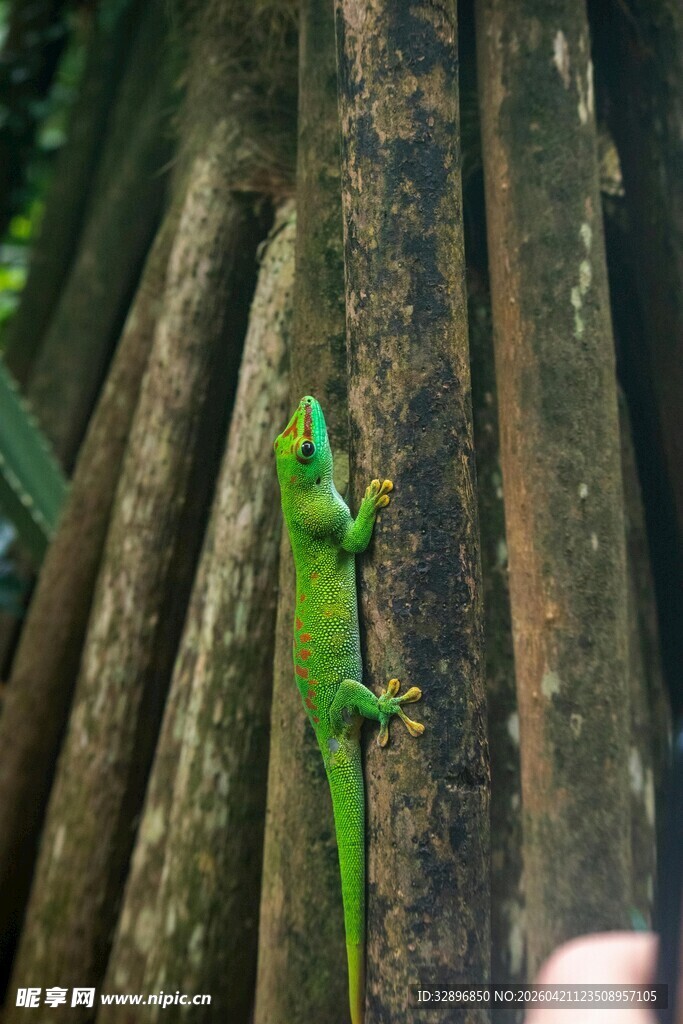 树干上的绿色蜥蜴