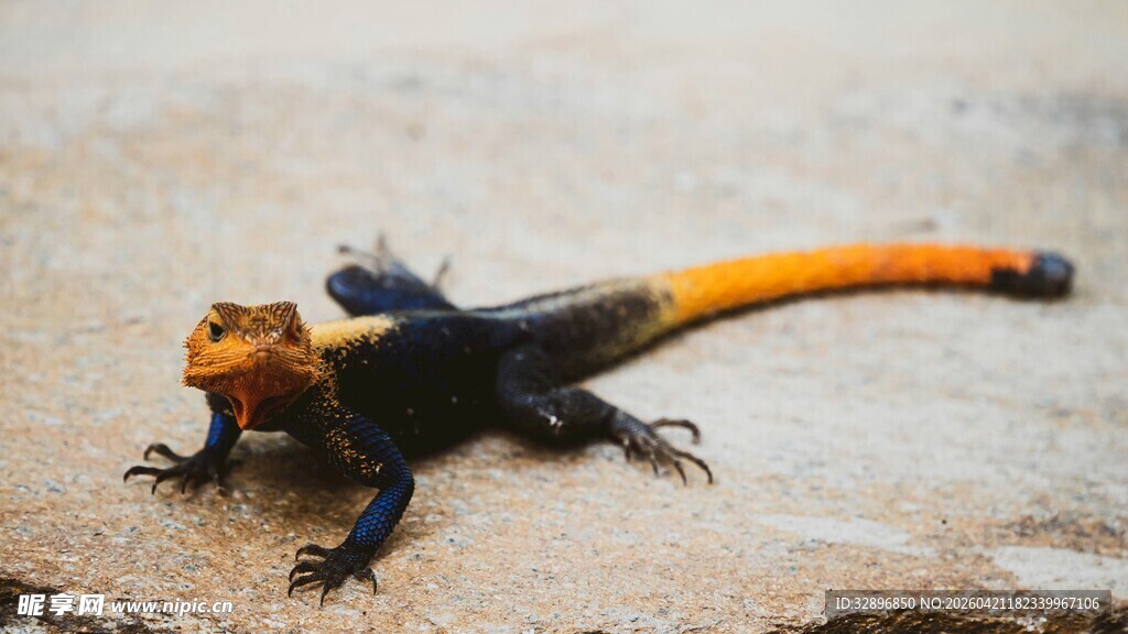 色彩艳丽的蜥蜴