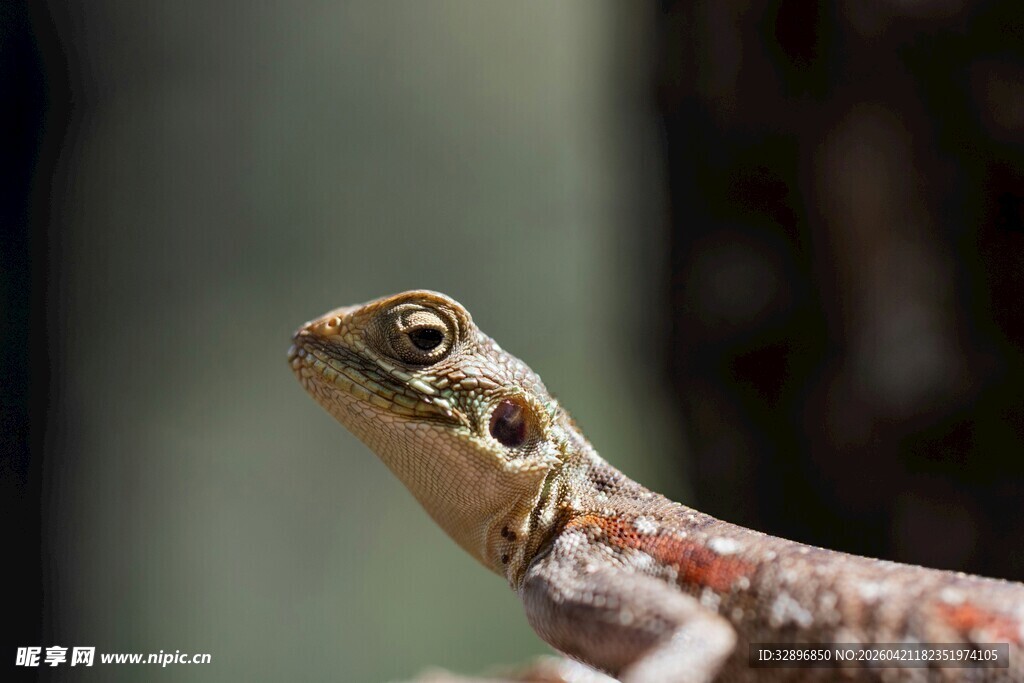 蜥蜴特写