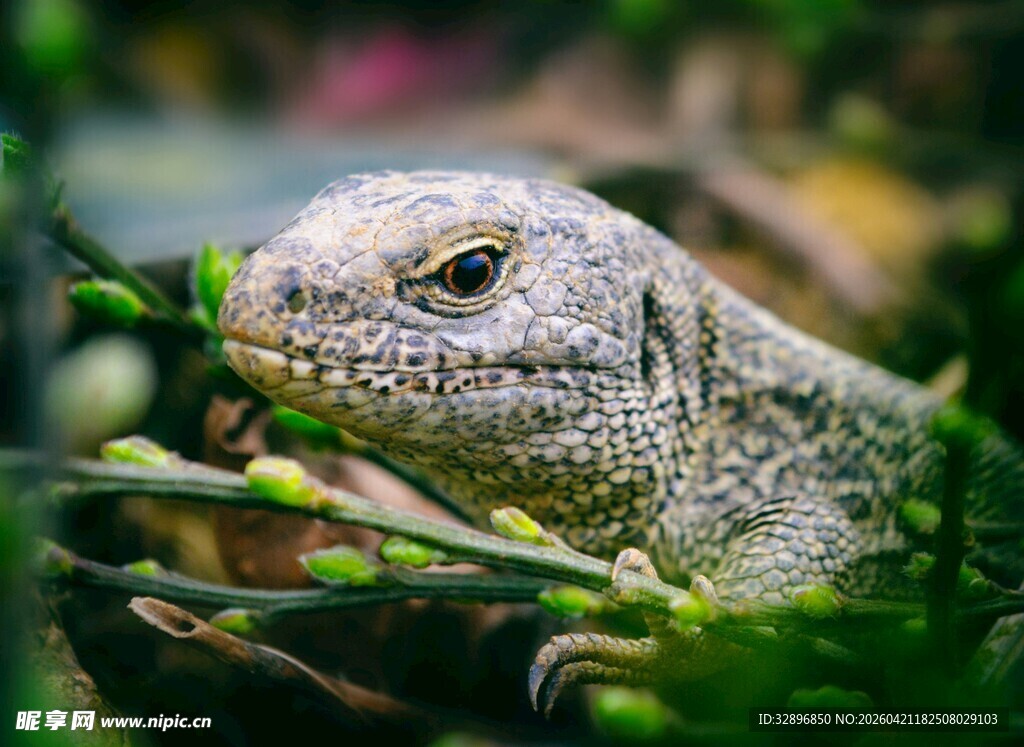 蜥蜴藏身绿植间