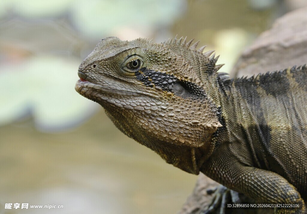 澳洲水龙蜥蜴特写