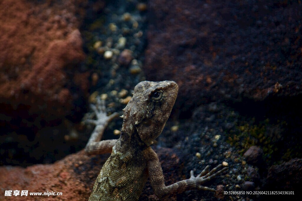岩石上的小蜥蜴