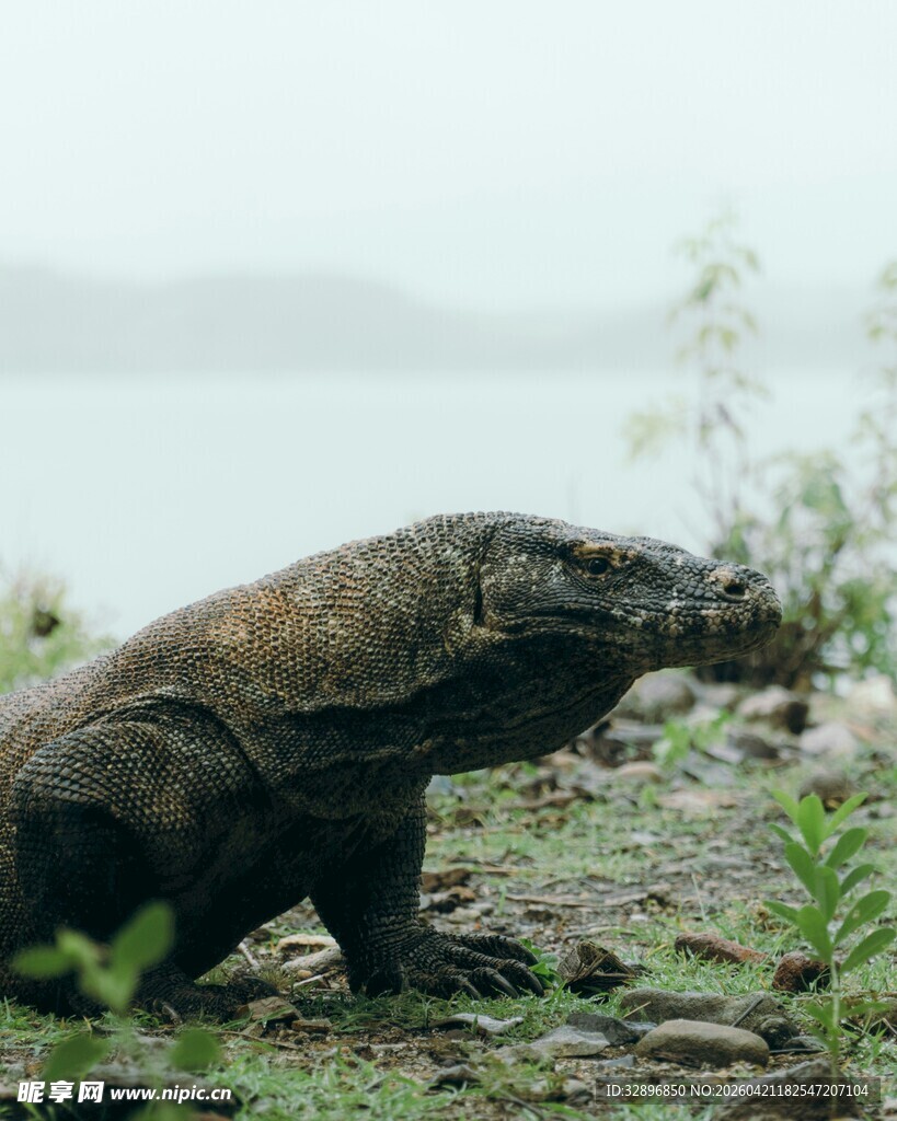 野外的科莫多巨蜥