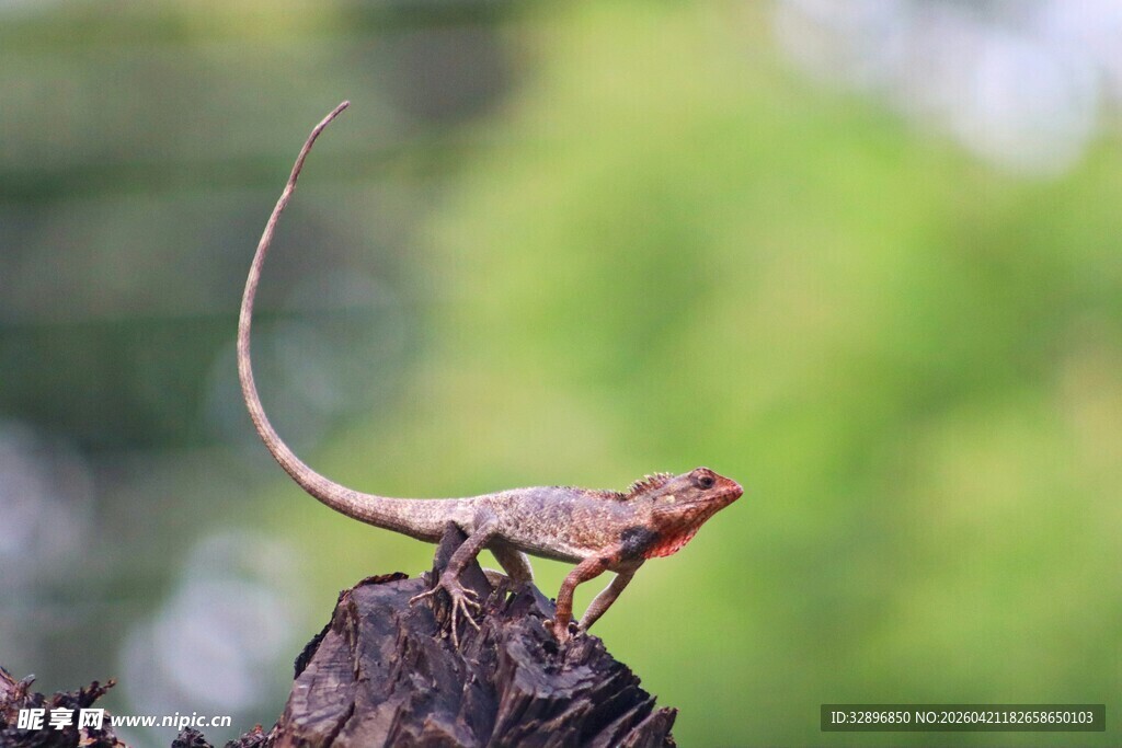 树枝上的长尾蜥蜴