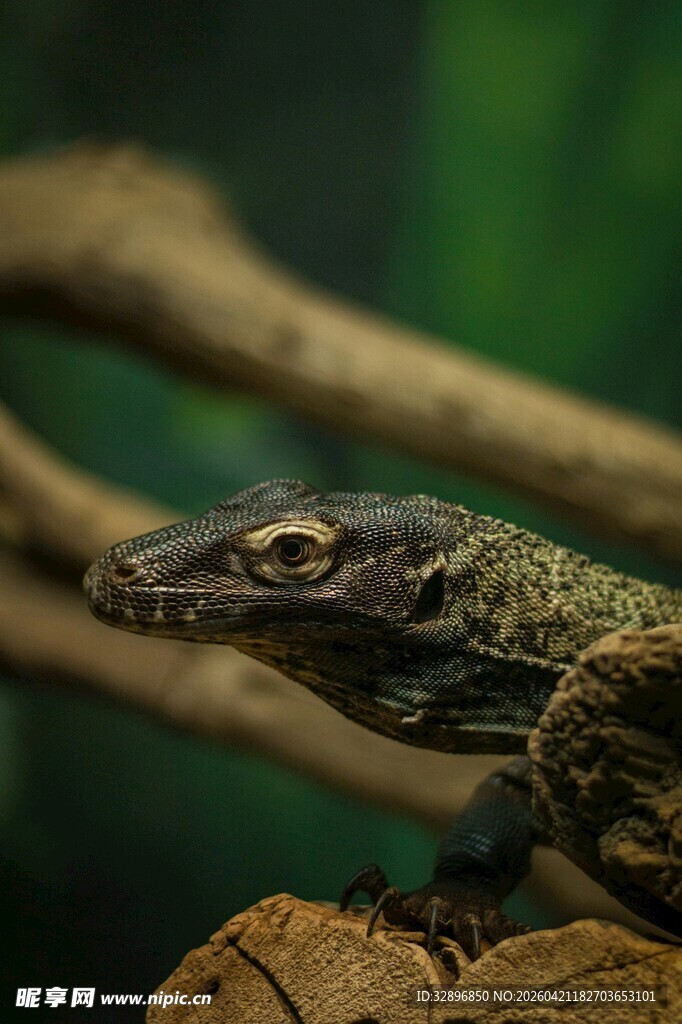 栖息于木上的蜥蜴