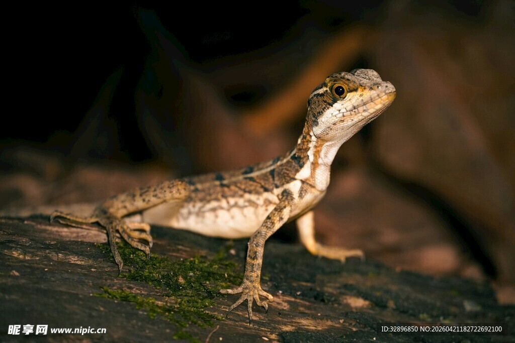 岩石上的独特蜥蜴