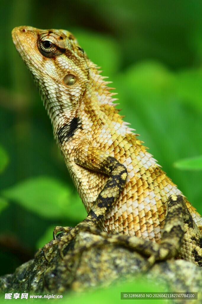 栖息中的金黄蜥蜴