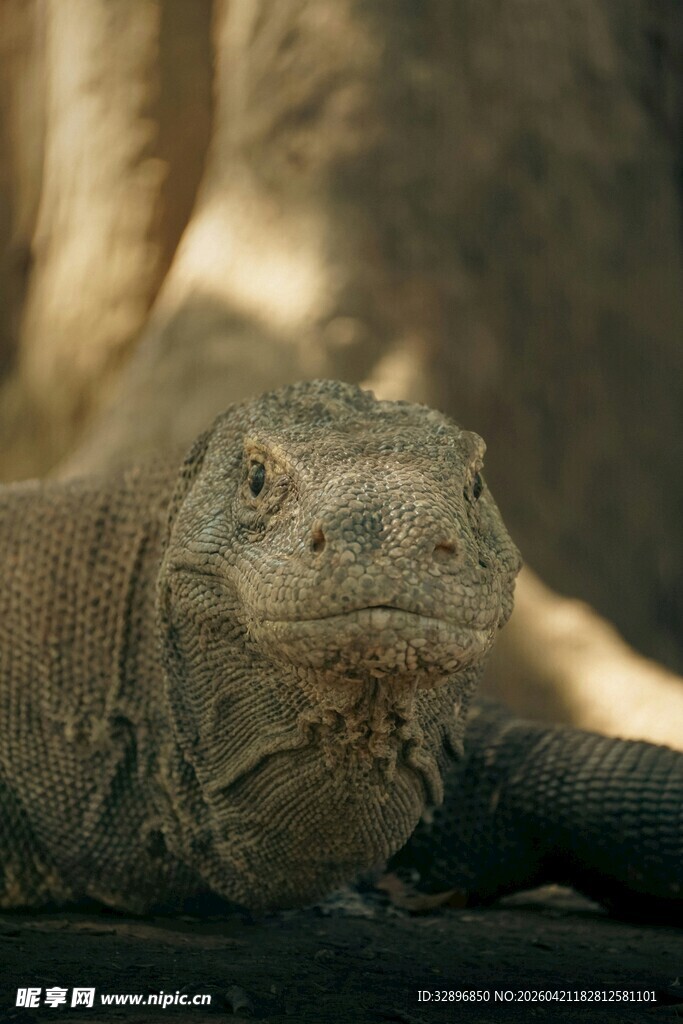 趴在地上的蜥蜴
