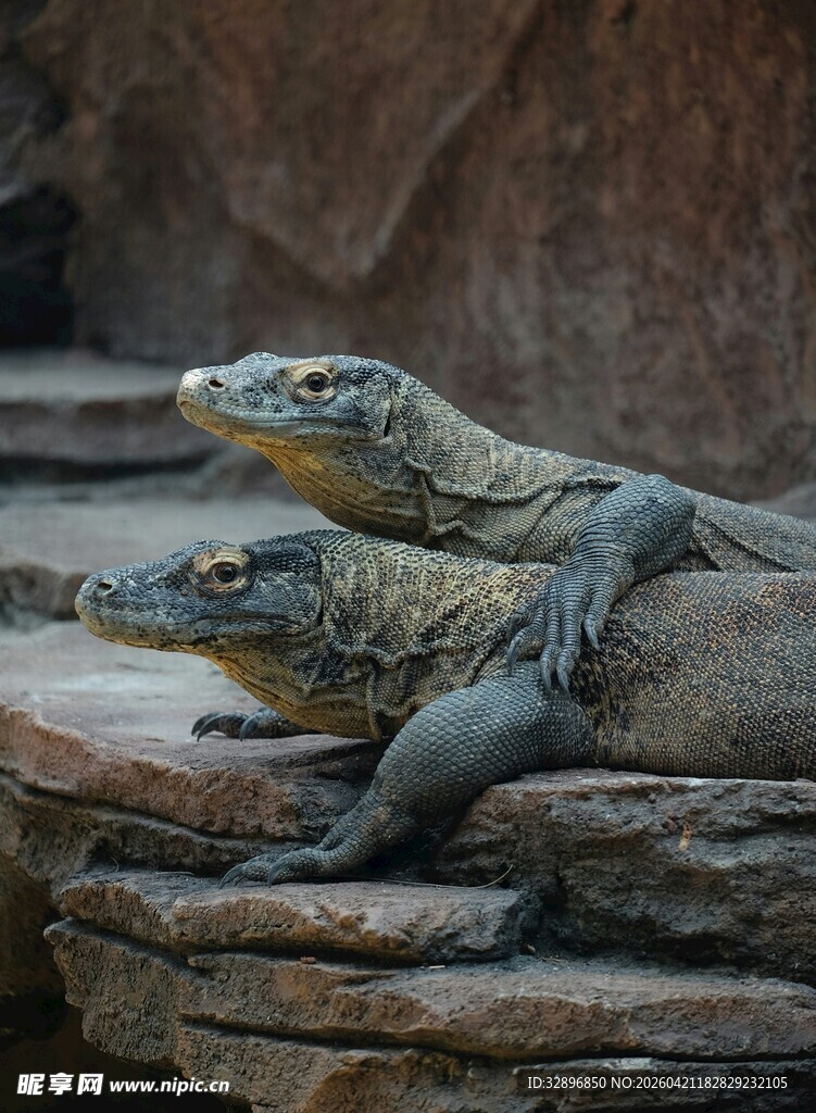 岩石上休憩的两只巨蜥