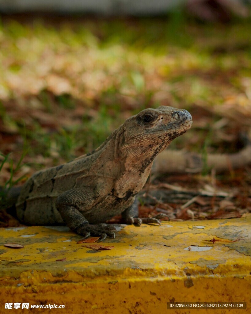 路边休憩的蜥蜴