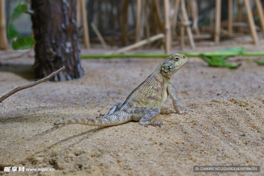 沙地上的蜥蜴