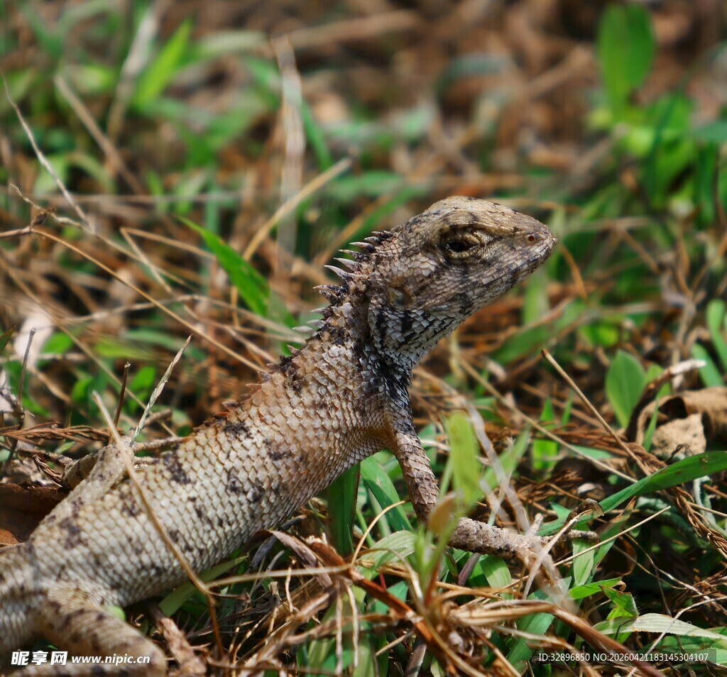 草丛中的蜥蜴
