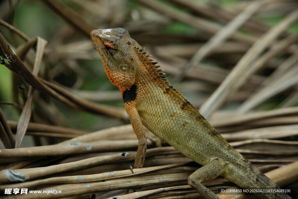 树枝上的多彩蜥蜴