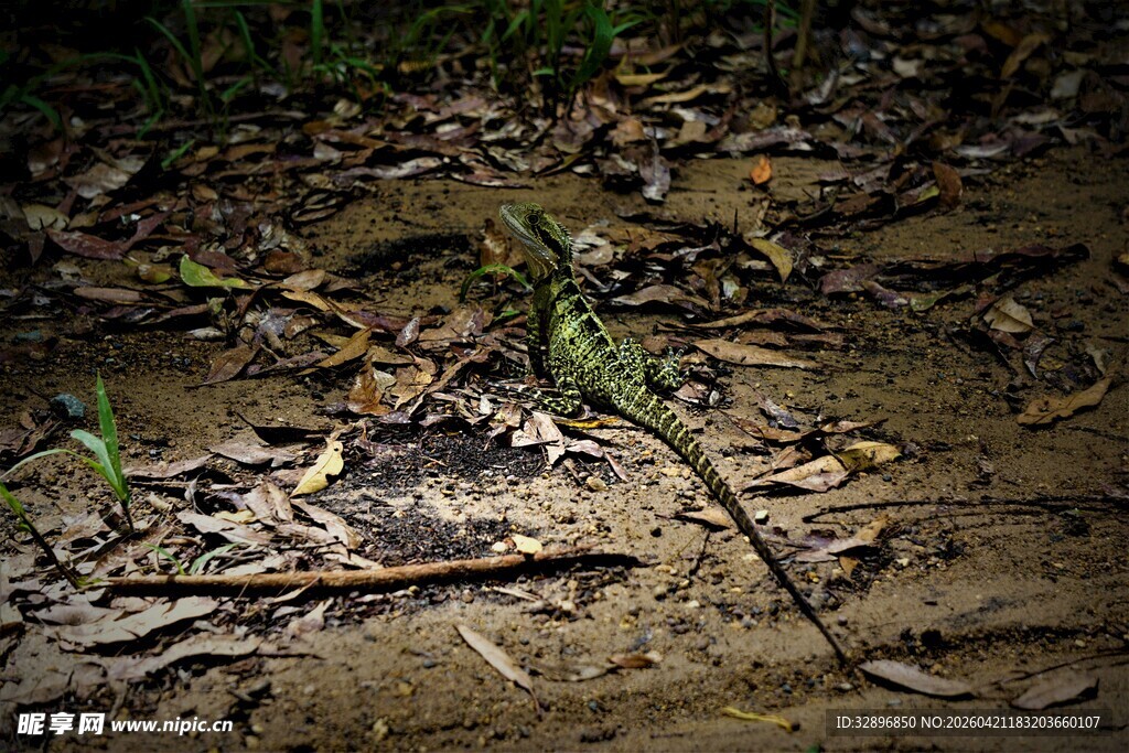 林间蜥蜴于落叶中休憩