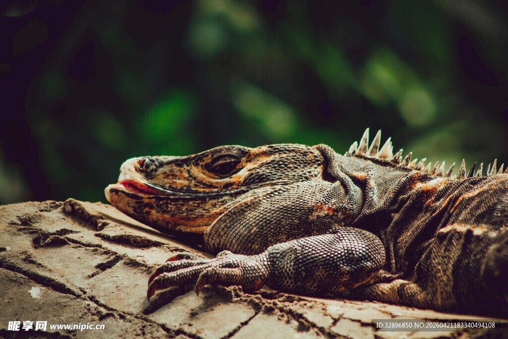 趴在木头上的蜥蜴