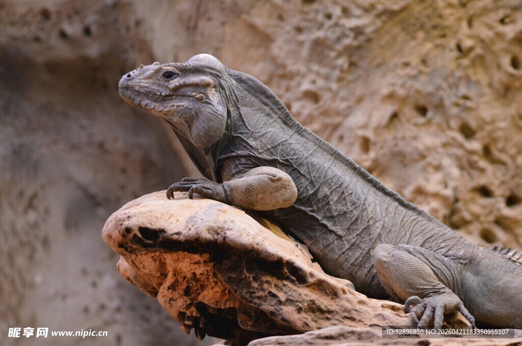 岩石上的灰鬣蜥