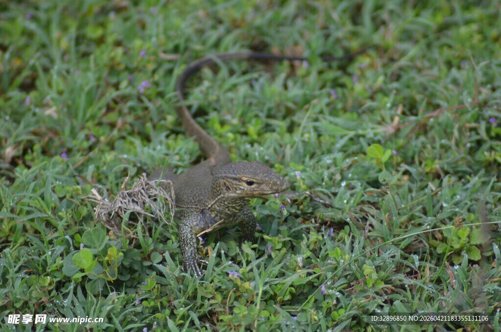 草丛中的小蜥蜴