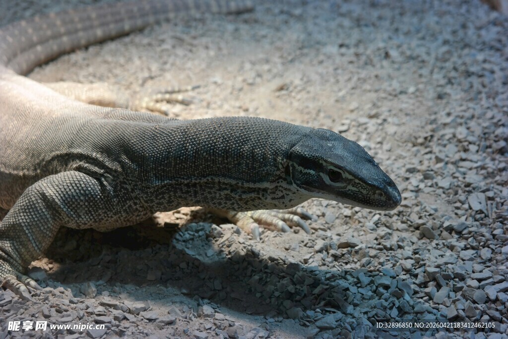 巨蜥特写