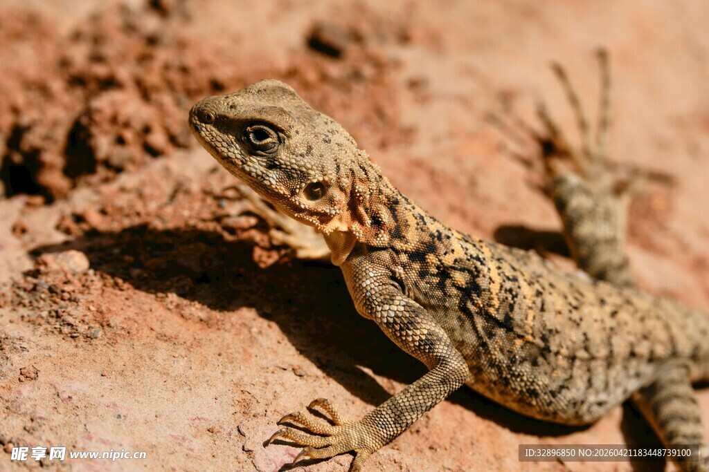 岩石上的斑纹蜥蜴