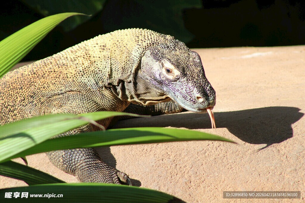 蜥蜴吐舌特写