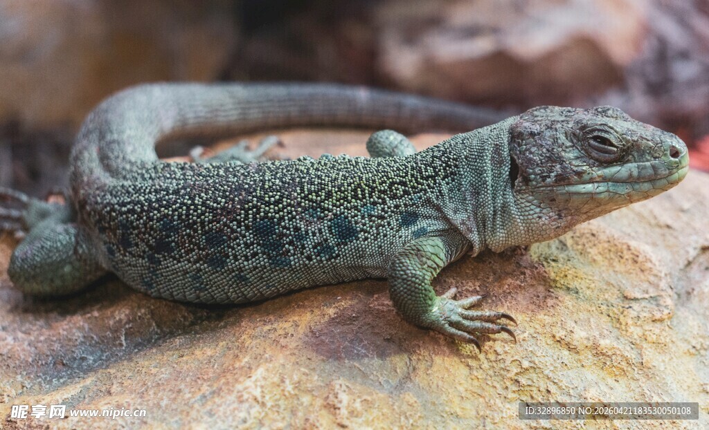 岩石上的绿蜥蜴