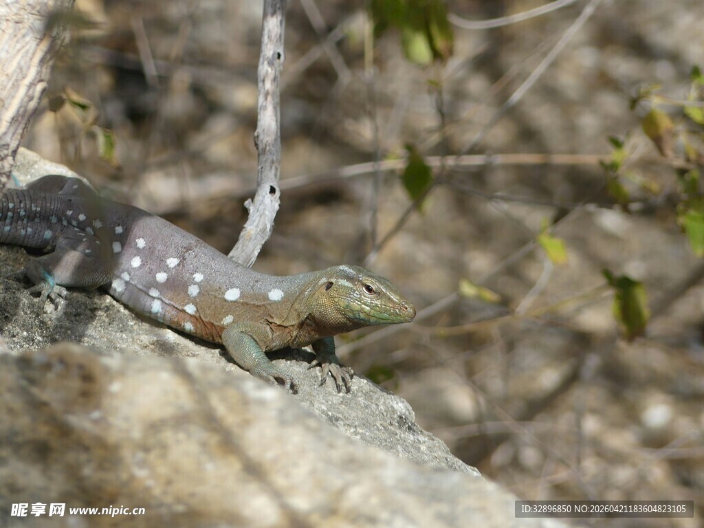 岩石上的斑点蜥蜴