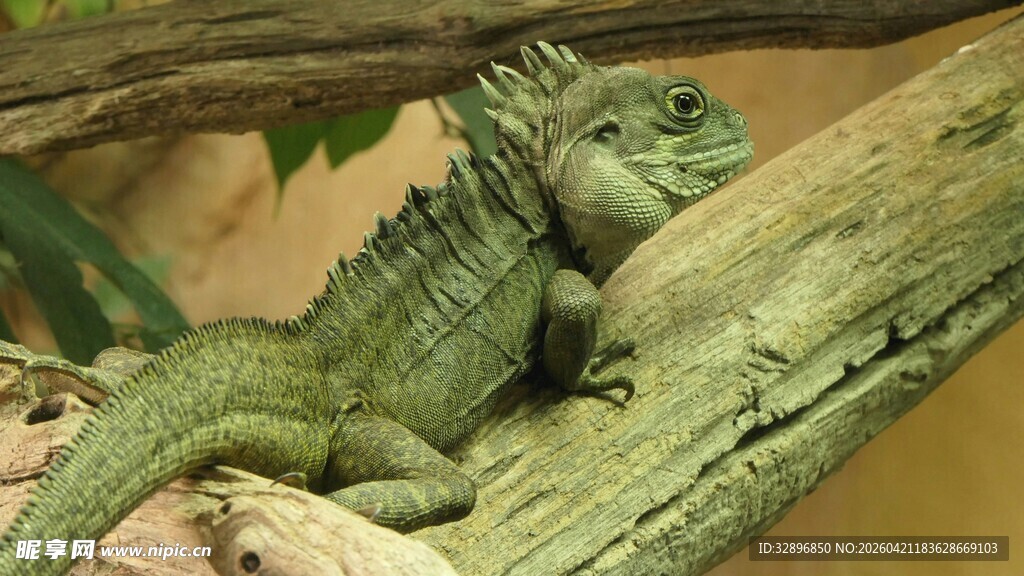 栖息于树干的绿色鬣蜥