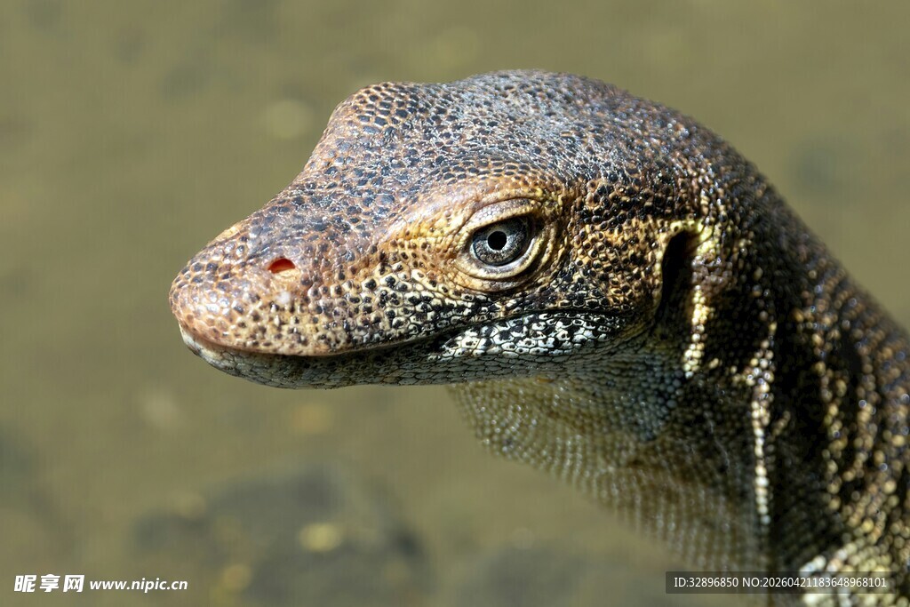 科莫多龙头部特写