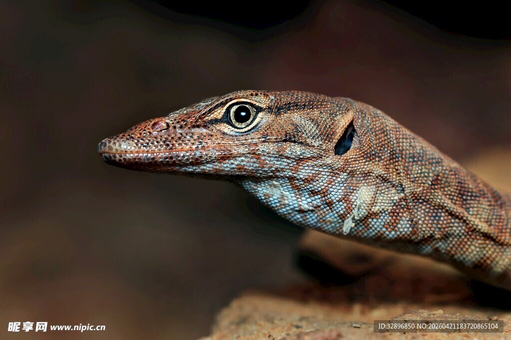独特斑纹蜥蜴特写