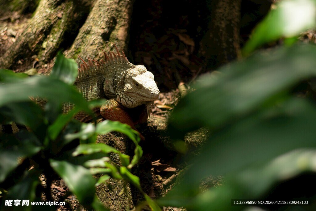林间藏于绿植中的小动物