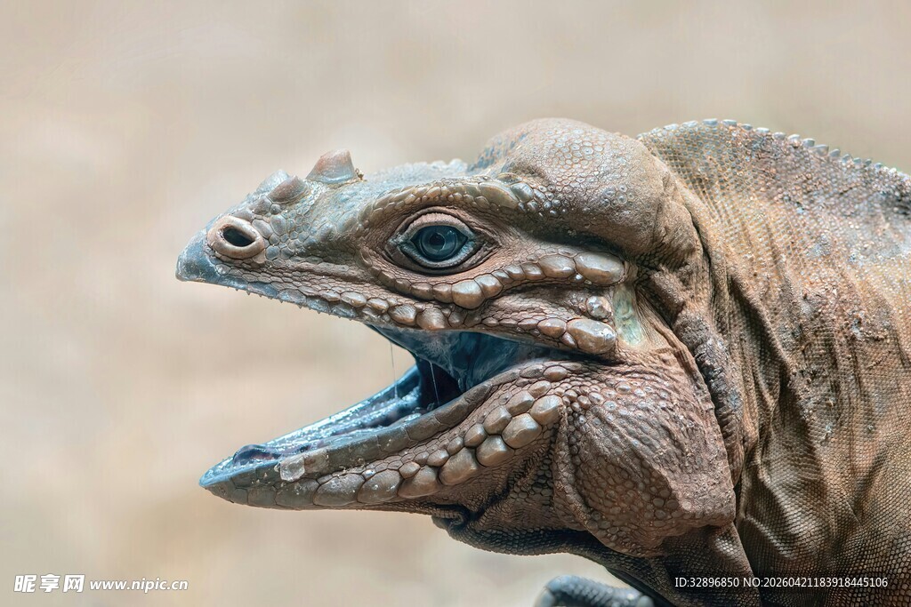 张嘴的蜥蜴特写