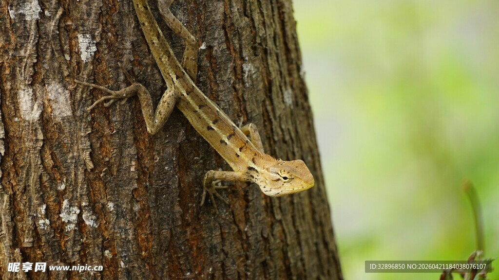 树干上的蜥蜴