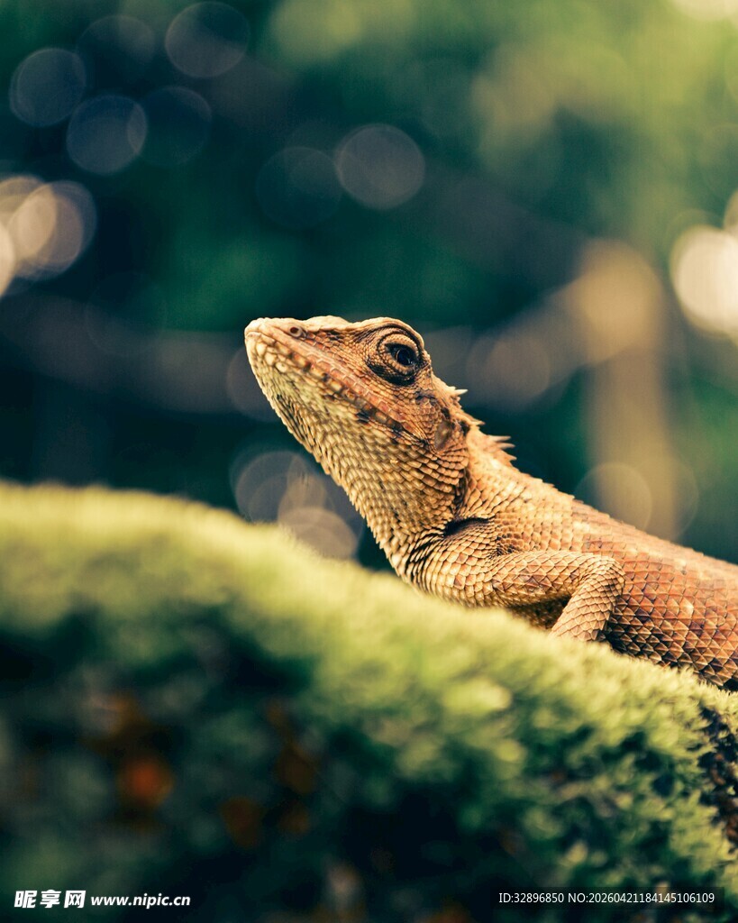 栖息于青苔上的蜥蜴