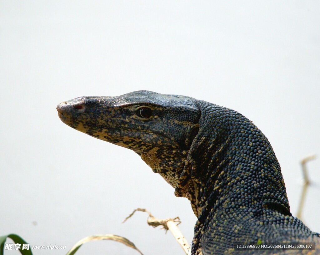 特写霸气的蜥蜴头部