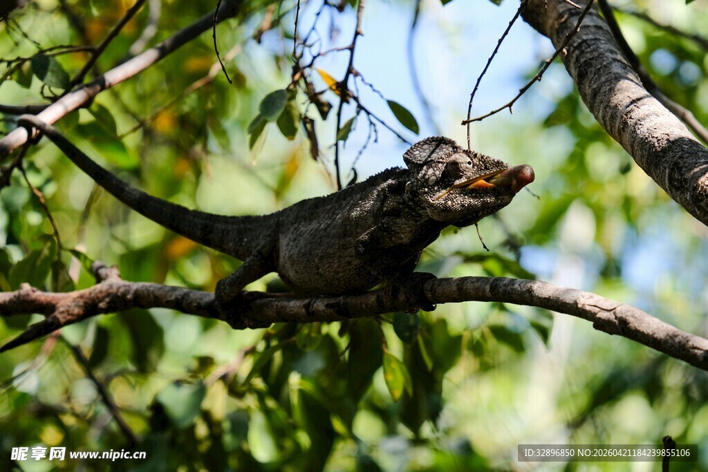 树枝上的变色龙