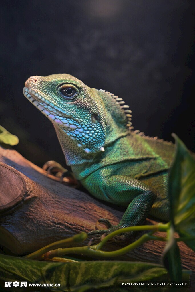 翠绿蜥蜴栖息于枝叶间