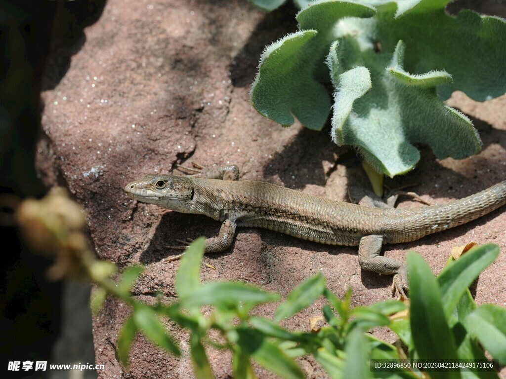 岩石上的蜥蜴与绿植