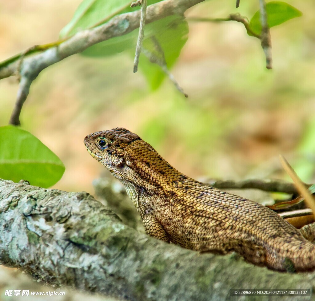 树枝上的棕色蜥蜴