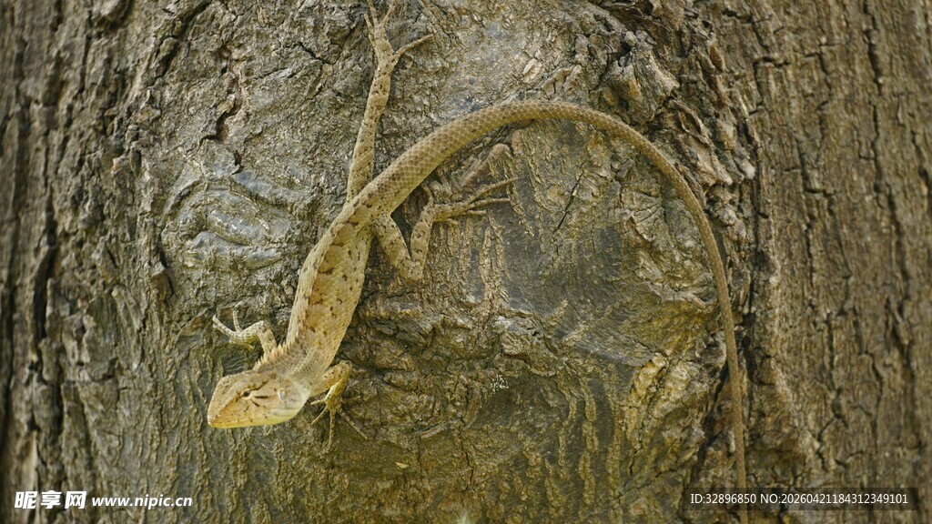 树干上的金色蜥蜴