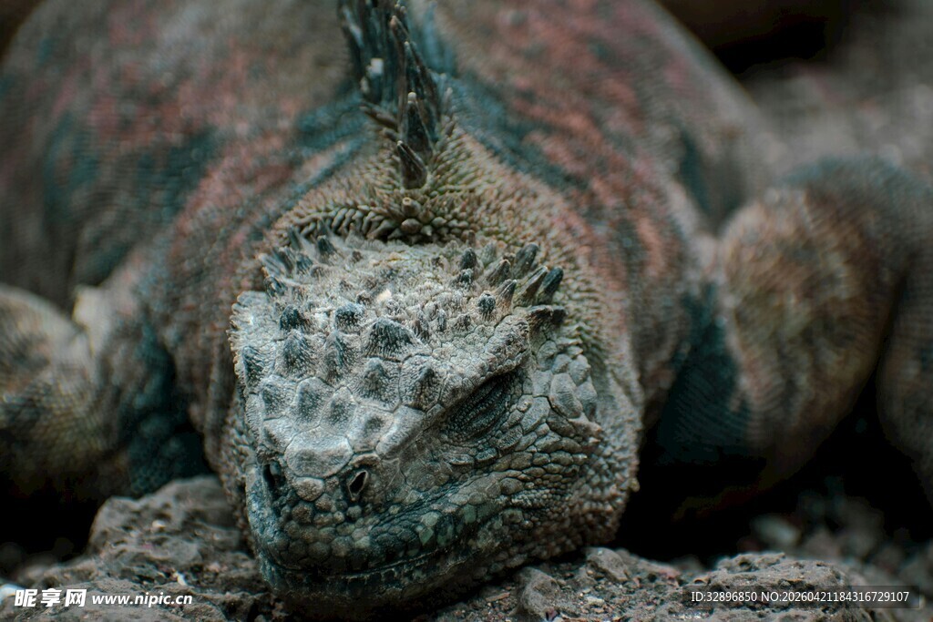 趴在地上的奇特蜥蜴