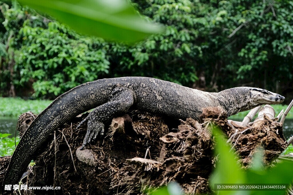 丛林中的巨大蜥蜴