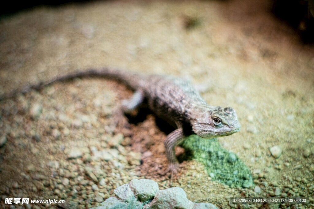 沙漠蜥蜴特写