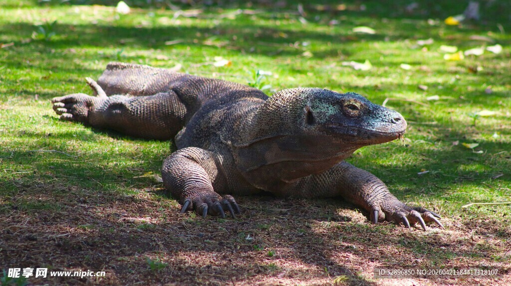 趴在草地的科莫多巨蜥