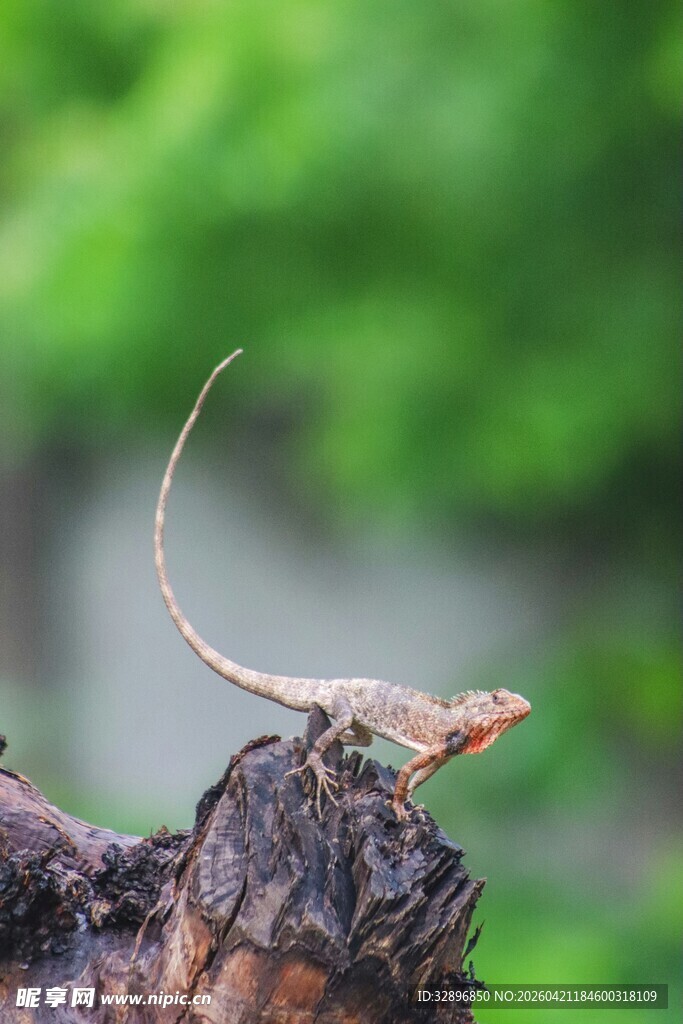 奇特蜥蜴栖息于树干上
